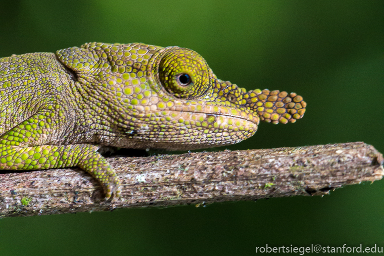 smallest chameleon